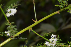 Asparagus gonoclados